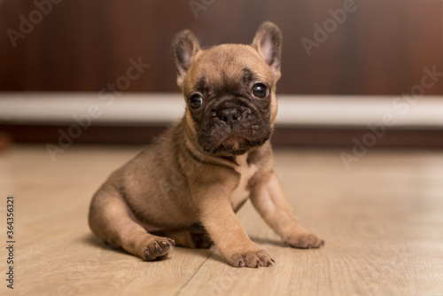 One-month-old French Bulldog puppy. Cute little puppy. © Hanna Aibetova