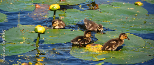 Walking on water lilies leaves babies mallard or wild duck (Anas platyrhynchos) is a dabbling duck which breeds  photo