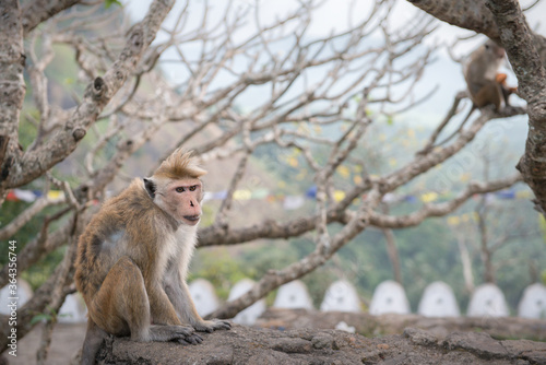 petit singe devant un temple de montagne avec du vent au Sri Lanka