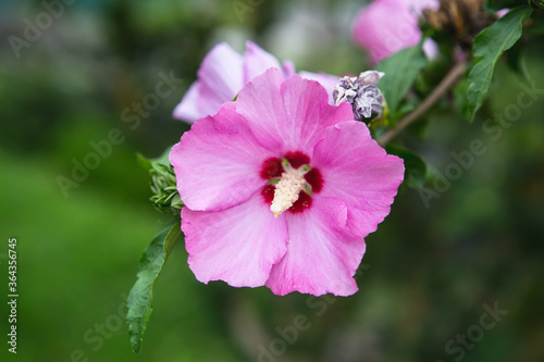 Flowering Pink Hibiscus Tree. Bright pink flower of hibiscus