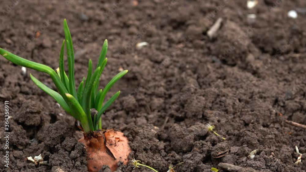 Close up of growing onion in garden. Blooming onion in ground. Concept of space for your text. Close up of growing onion in garden. Blooming onion in ground. Concept of space for your text.