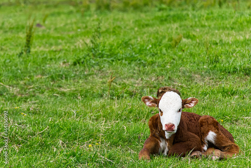 Cute orange and white calf lying in green grass of meadow. copy space