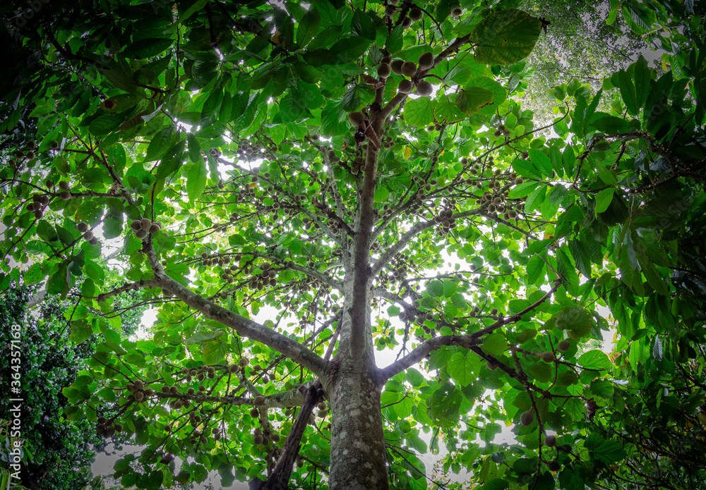 Obraz premium Common sapote tree with many fruits