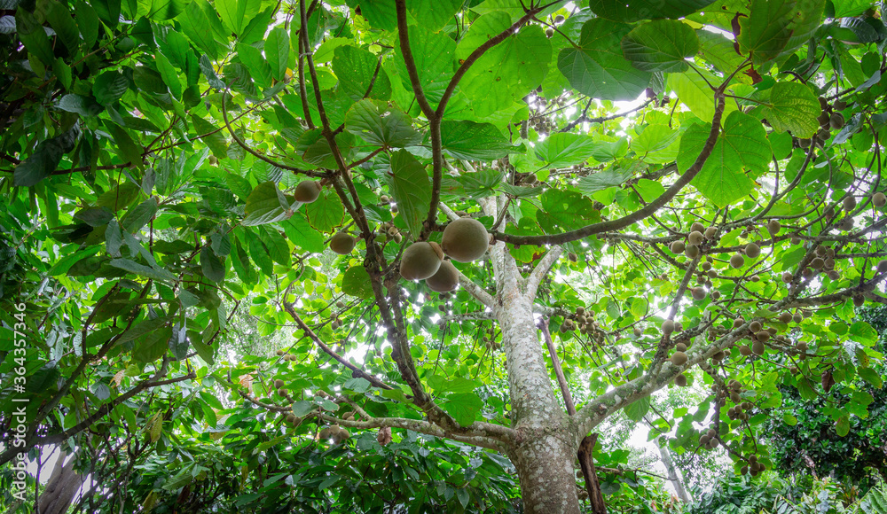 Fototapeta premium Common sapote tree with many fruits