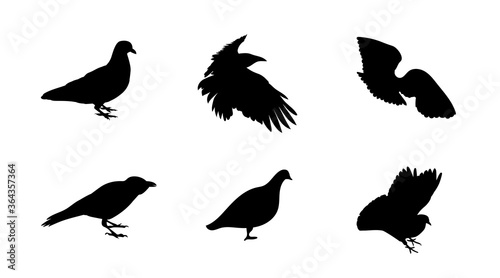 Black and white silhouette dove crow isolated. Vector Illustration
