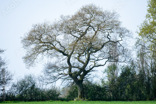 English oaks (Quercus robur) in spring