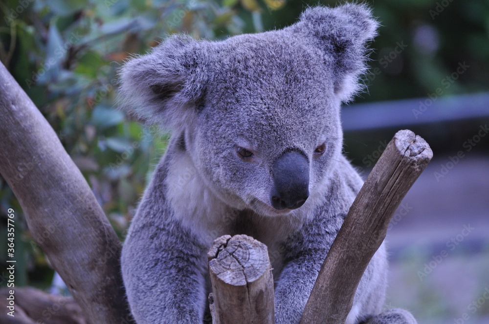 Obraz premium Koala bear close up