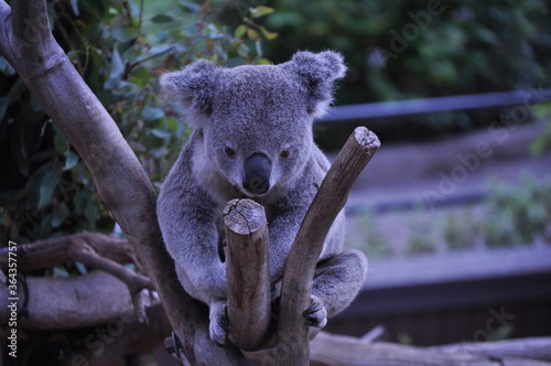 Photography Koala bear on a tree