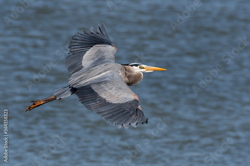 great blue heron in flight over the water photo