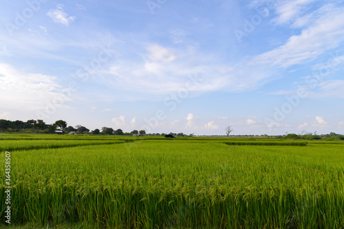 panorama d'un champ de riz avec ciel bleu au Sri Lanka