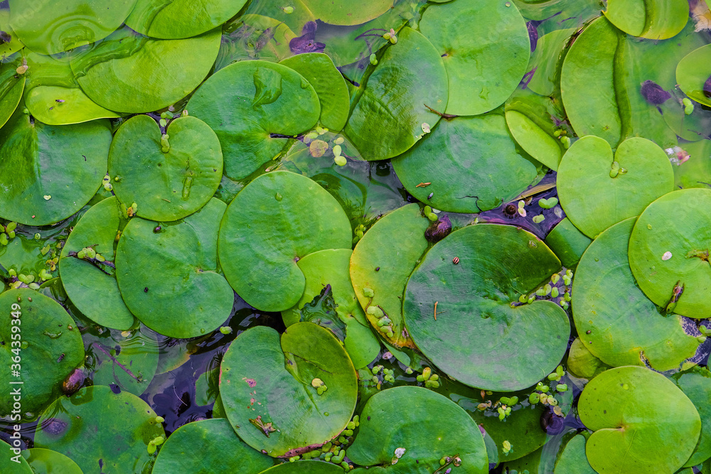 Lush green foliage of wild Lotus on the water surface. Surface of the swampy wild pond. Lush green foliage of wild Lotus on the water surface. Surface of the swampy wild pond.