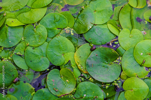 Lush green foliage of wild Lotus on the water surface. Surface of the swampy wild pond.