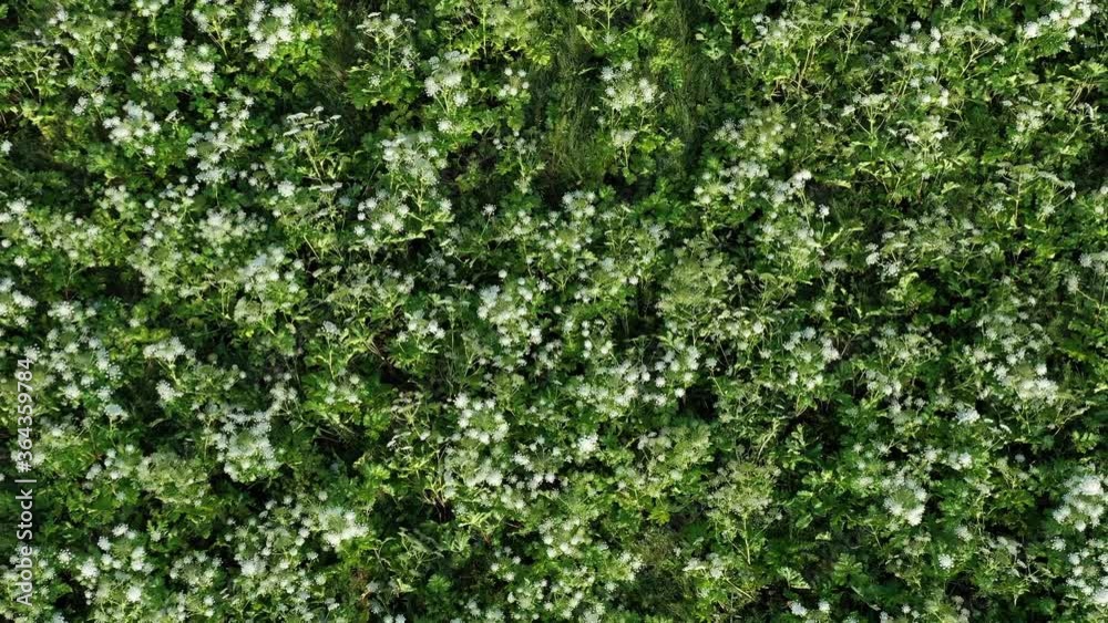 Poisonous plants Giant Hogweed captured the field, top view. Dangerous plant that spreads across continents. Aerial drone view, top view Poisonous plants Giant Hogweed captured the field, top view. Dangerous plant that spreads across continents. Aerial drone view, top view