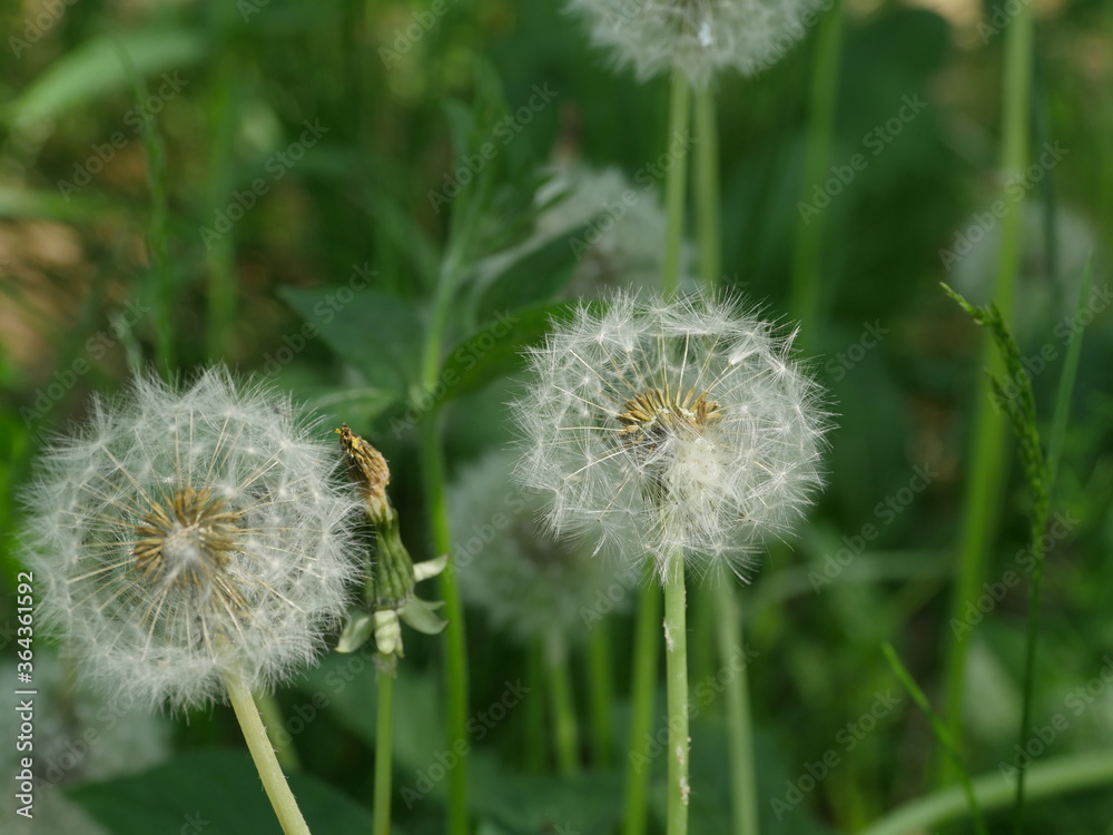 Fototapeta premium dandelion seeds with fluffy umbrellas in inflorescence