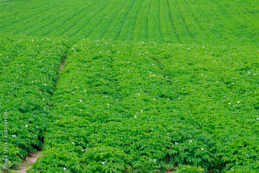 Potatoes are planted in rows on the field.