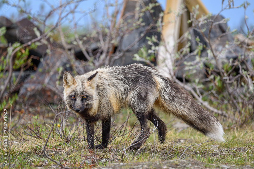 Stunning black, silver, red fox seen in the wild in northern Canada, Yukon Territory. Stunning black, silver, red fox seen in the wild in northern Canada, Yukon Territory.