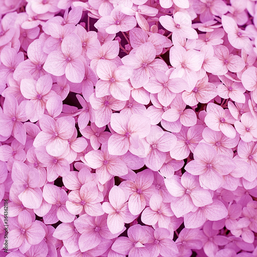 lots of Small little pink flowers, pattern Card or print. Fresh petals in summer. Close up photo