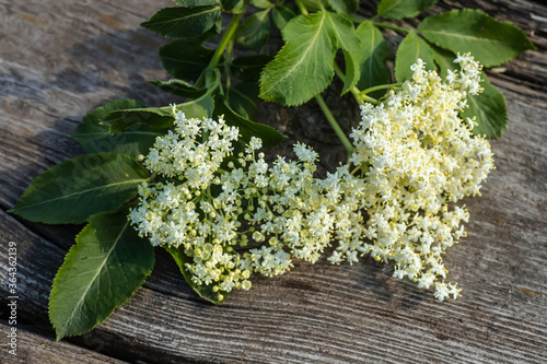 Slika na platnu Sambucus, elder, elderberry flowers black on wooden background