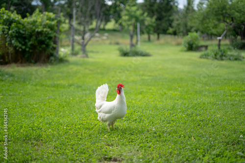 white chicken on grass