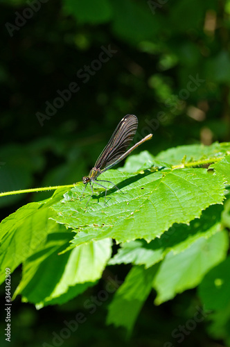 dragonfly with folded wings on the green leaf