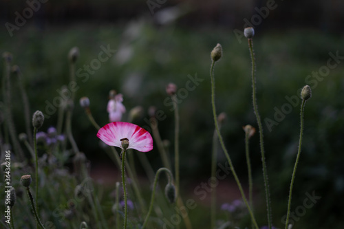 red poppy flower