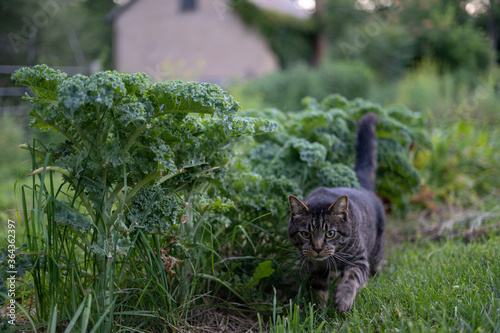 cat in the garden