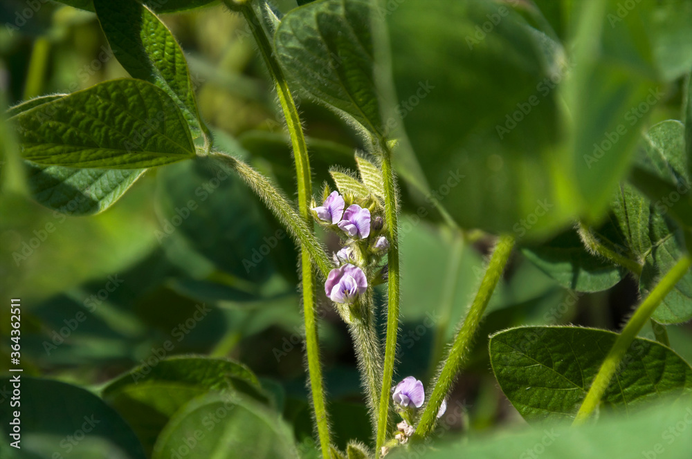 Obraz premium Stalk of a soybean plant with buds and blooming flowers on a soybean agricultural field. Soy in the period of active growth and maturation. Selective focus.