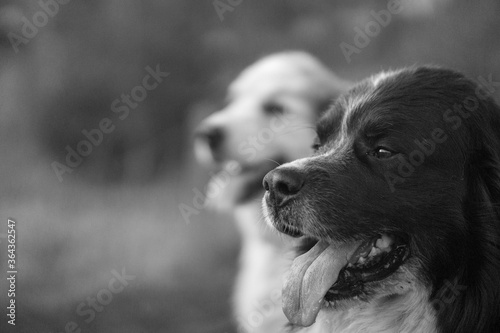 good boys