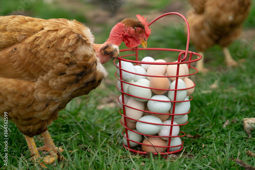 what came first?