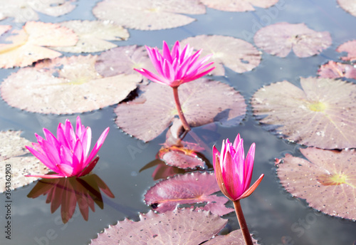 Pink Lotus flower on the River
