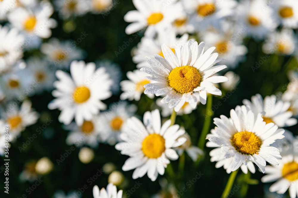 Daisies. Chamomile. Many flowers with white petals. Daisies. Chamomile. Many flowers with white petals.