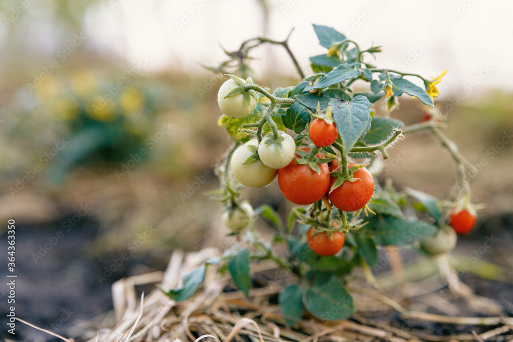 A very small bush with tiny green and red tomatoes grows in the soil covered with straw. A very small bush with tiny green and red tomatoes grows in the soil covered with straw.