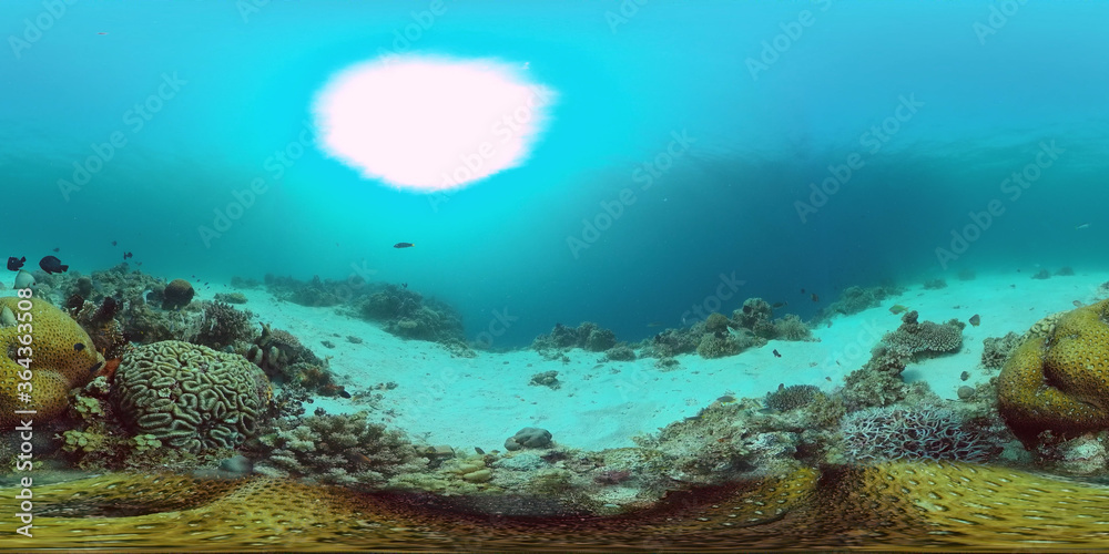 Tropical coral reef 360VR. Underwater fishes and corals. Panglao, Philippines.