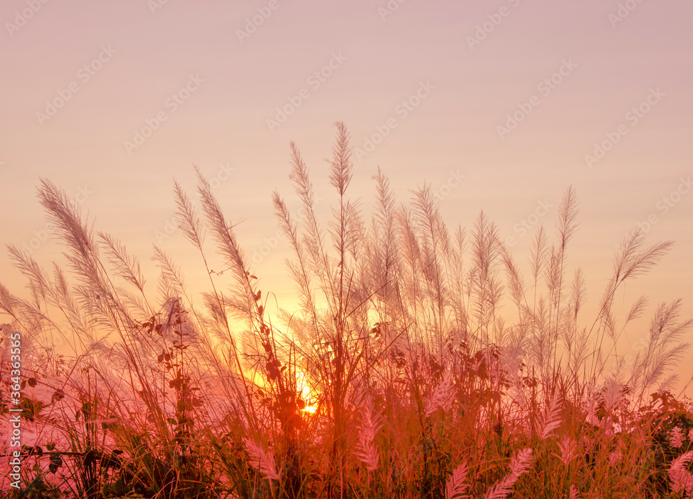 Obraz premium Grass flowers outdoor in the ground and Bright orange and yellow colors sunset sky