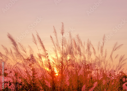 Grass flowers outdoor in the ground and Bright orange and yellow colors sunset sky