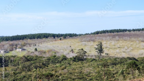 autumn landscape with trees