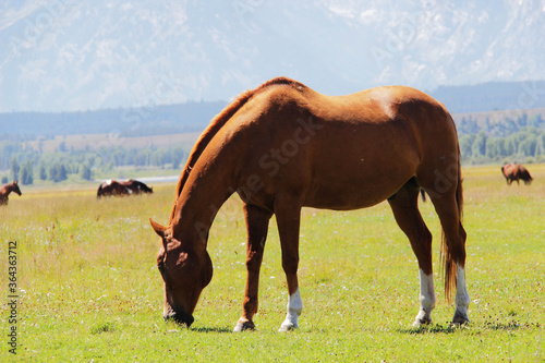 wild horses eating grass in Grand Teton