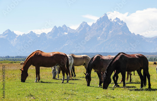 wild horses eating grass in Grand Teton