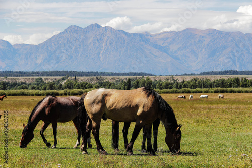 wild horses eating grass in Grand Teton