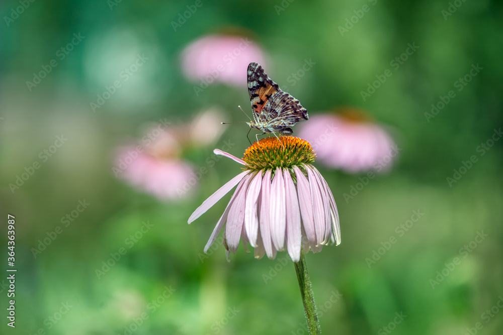 Butterfly Vanessa cardui collects nectar from an echinacea flower on a summer day in the garden Butterfly Vanessa cardui collects nectar from an echinacea flower on a summer day in the garden