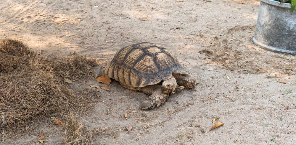 .The process of mating turtles in the zoo. Breeding turtles around the ...
