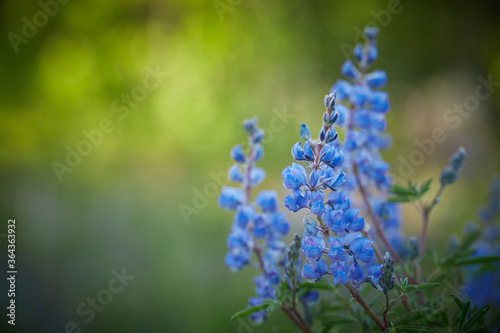 Rocky Mountain Penstemon