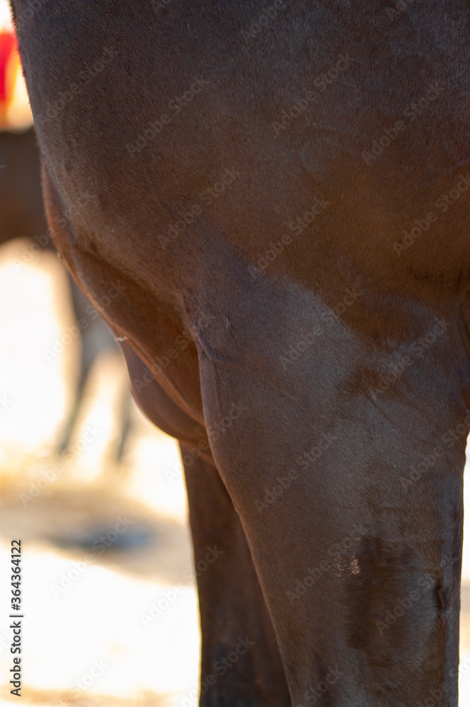 Fototapeta premium Horse body part close up