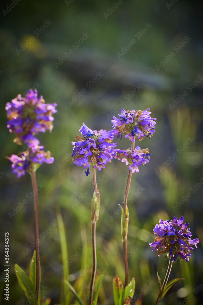 Obraz premium Verbena Bonariensis 2