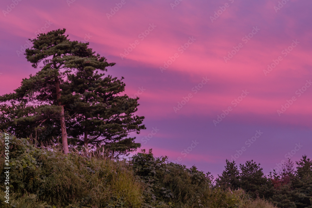 Obraz premium Sky streaked with pink clouds