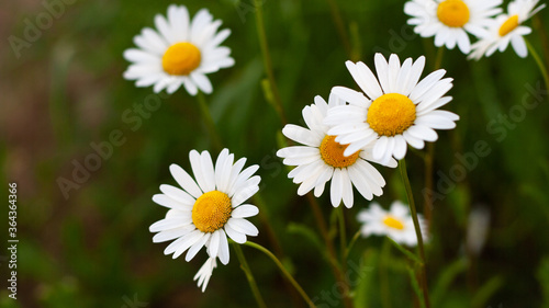 Beautiful bouquet of camomiles on sunny day in nature closeup. Daisy flowers, wildflowers, spring day. Many marguerites on meadow in garden with nice white petals and blossoms. Banner for web site