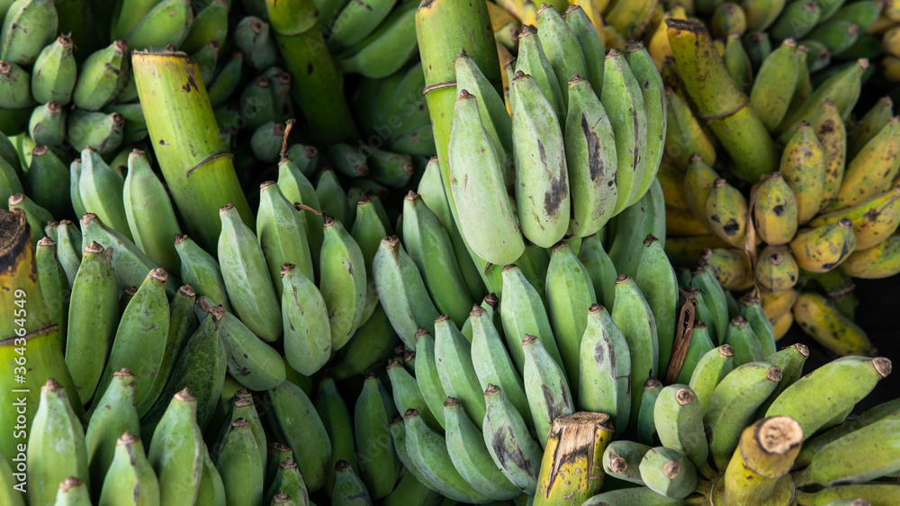 selling organic green bananas to world markets. Useful properties of young green bananas