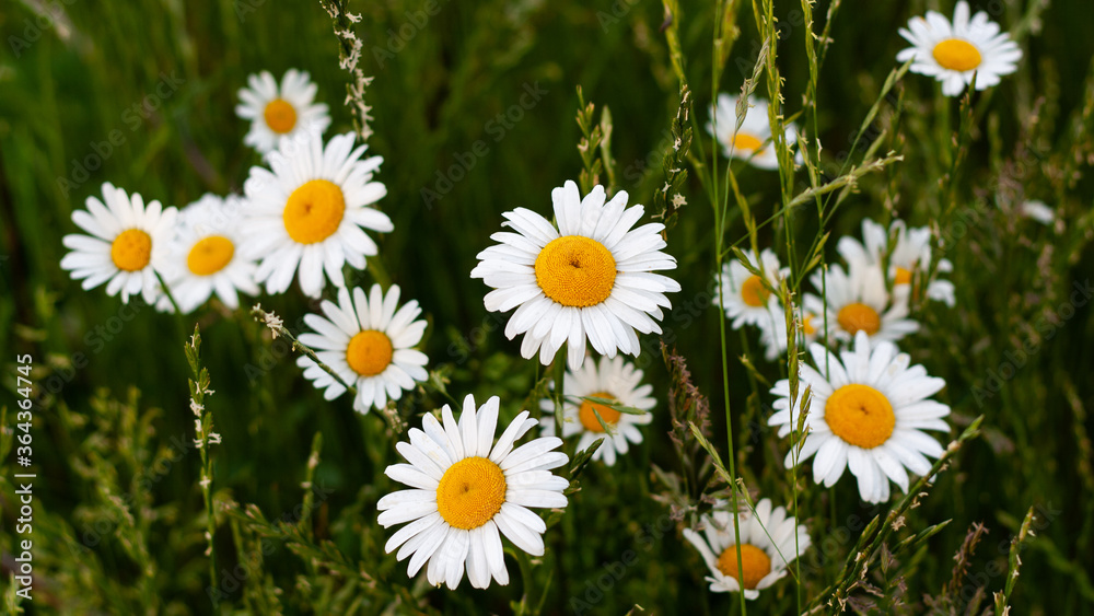 Fototapeta premium Beautiful bouquet of camomiles on sunny day in nature closeup. Daisy flowers, wildflowers, spring day. Many marguerites on meadow in garden with nice white petals and blossoms. Banner for web site