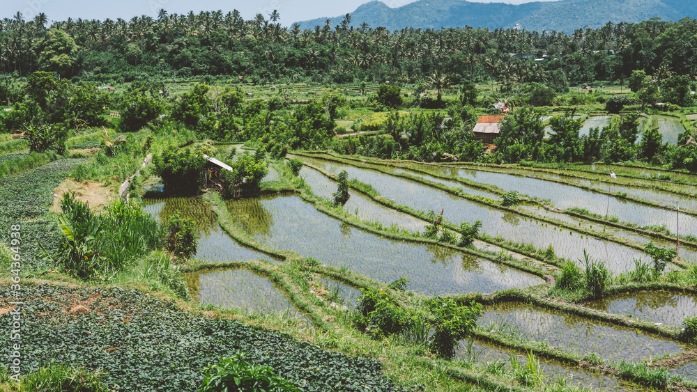 .rice terraces of indonesia. Tourist places of Bali