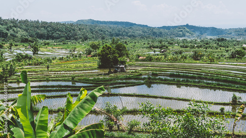 .rice cultivation culture in Indonesia. Worldwide rice imports from Asia